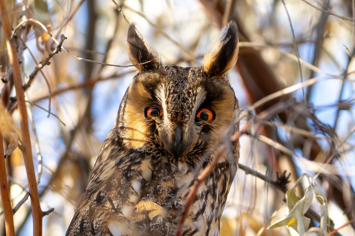 ינשוף עצים - ML647118868
