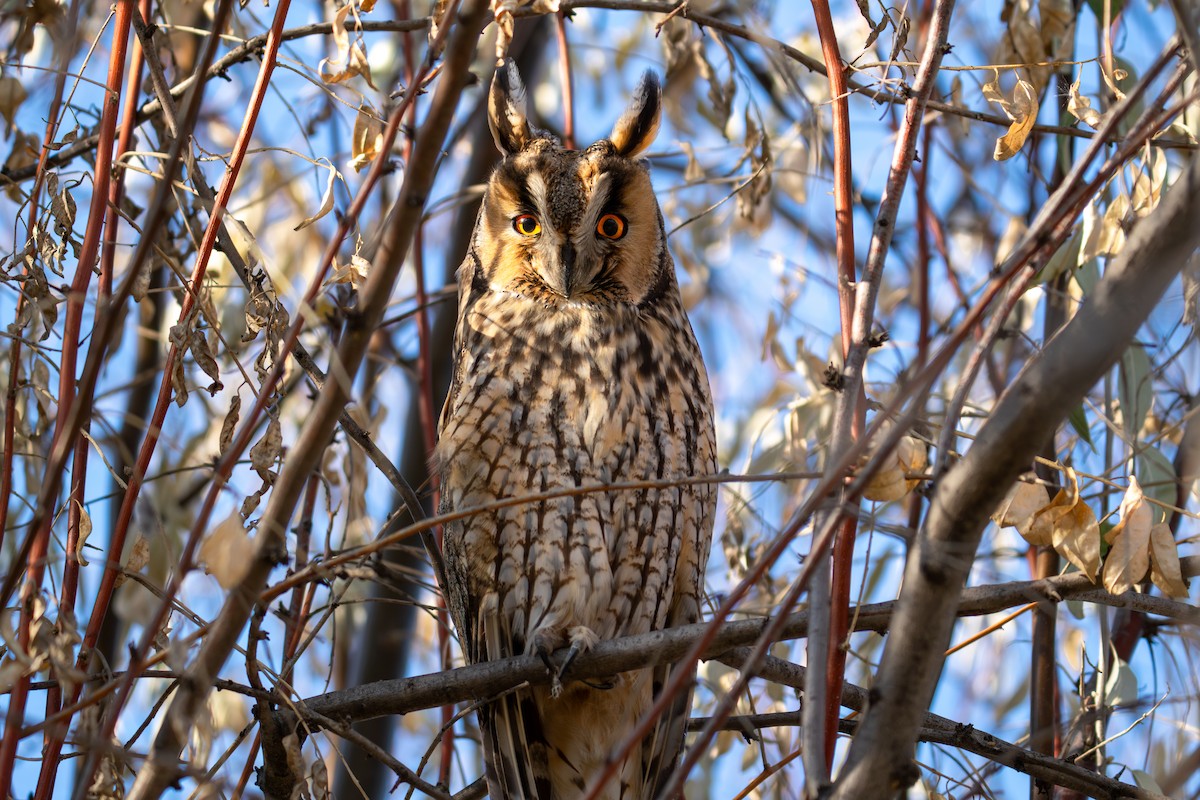 ינשוף עצים - ML647118869
