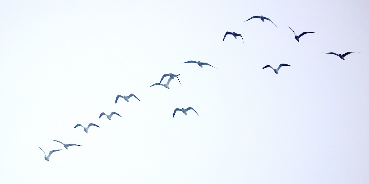 ワライカモメ - ML647118874