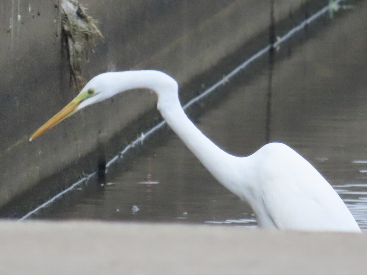 Koartza zuria - ML647118880