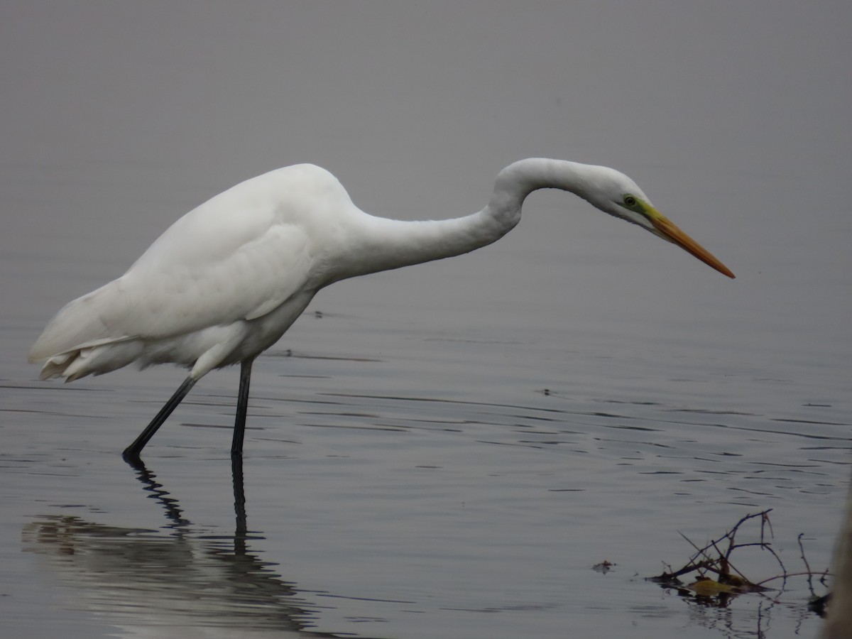 Koartza zuria - ML647118882