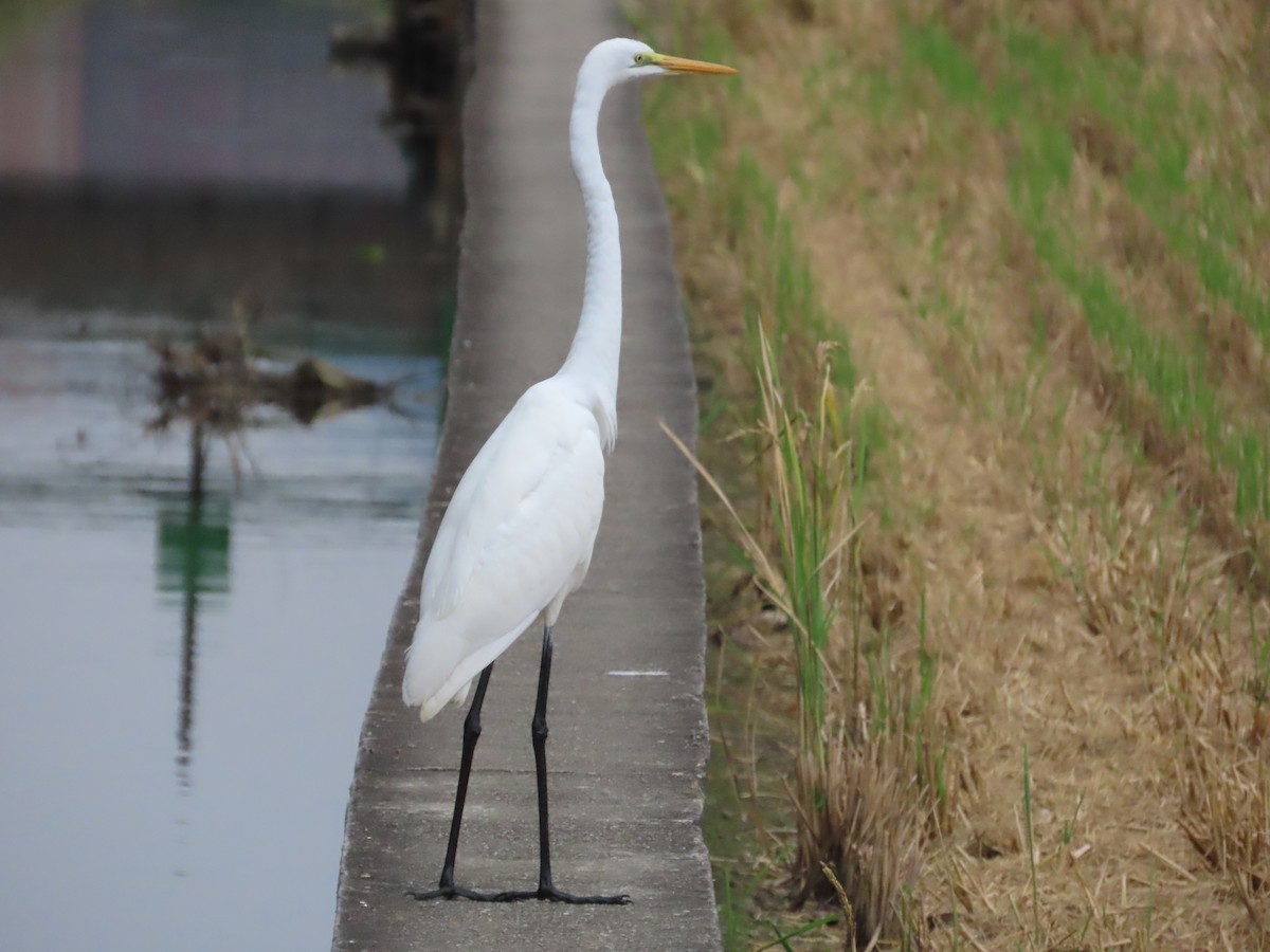 Koartza zuria - ML647118883