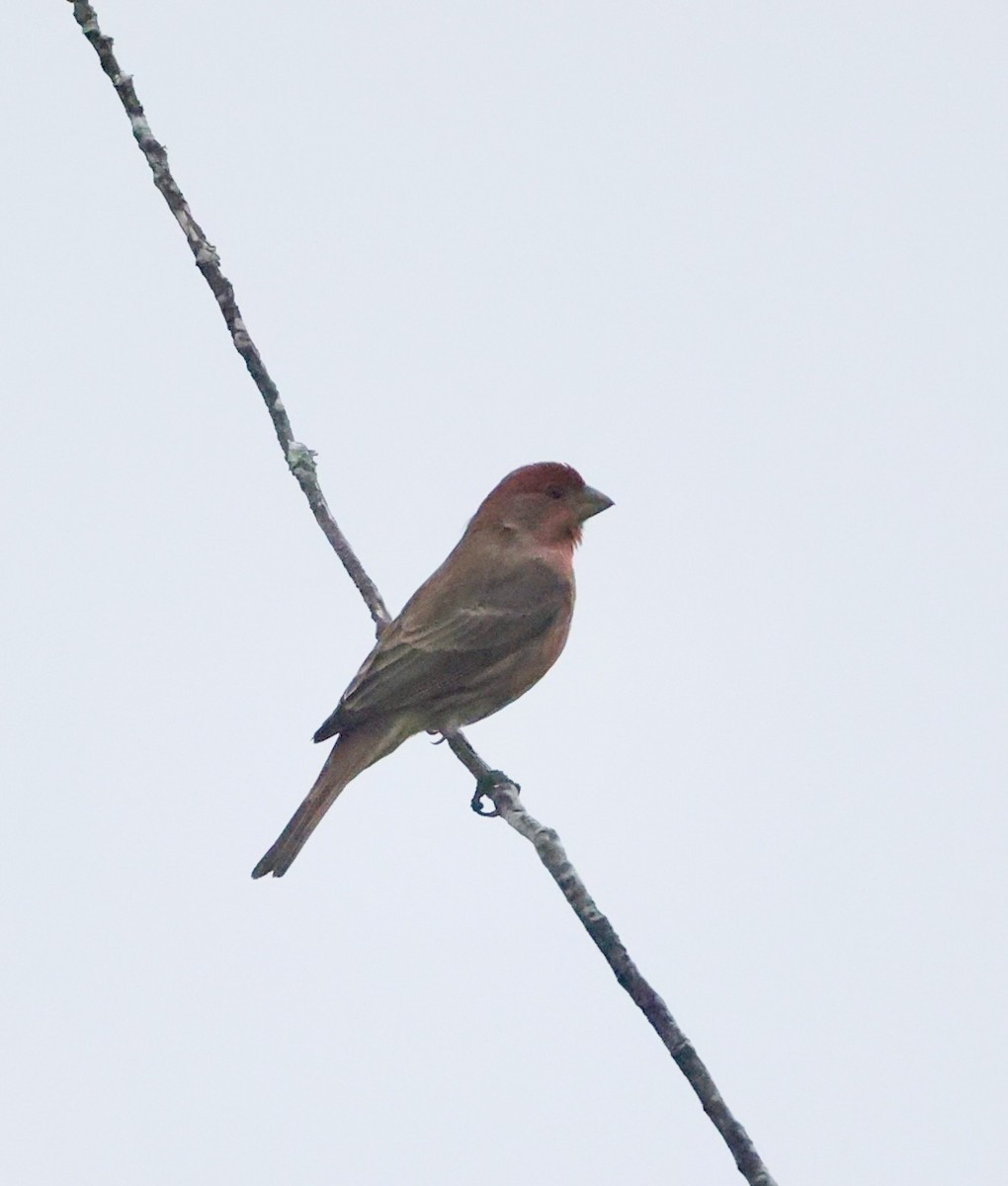 Roselin familier - ML647118884