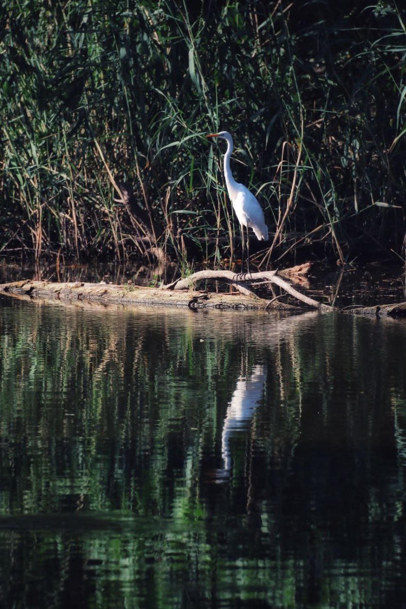 Koartza zuria - ML647118888