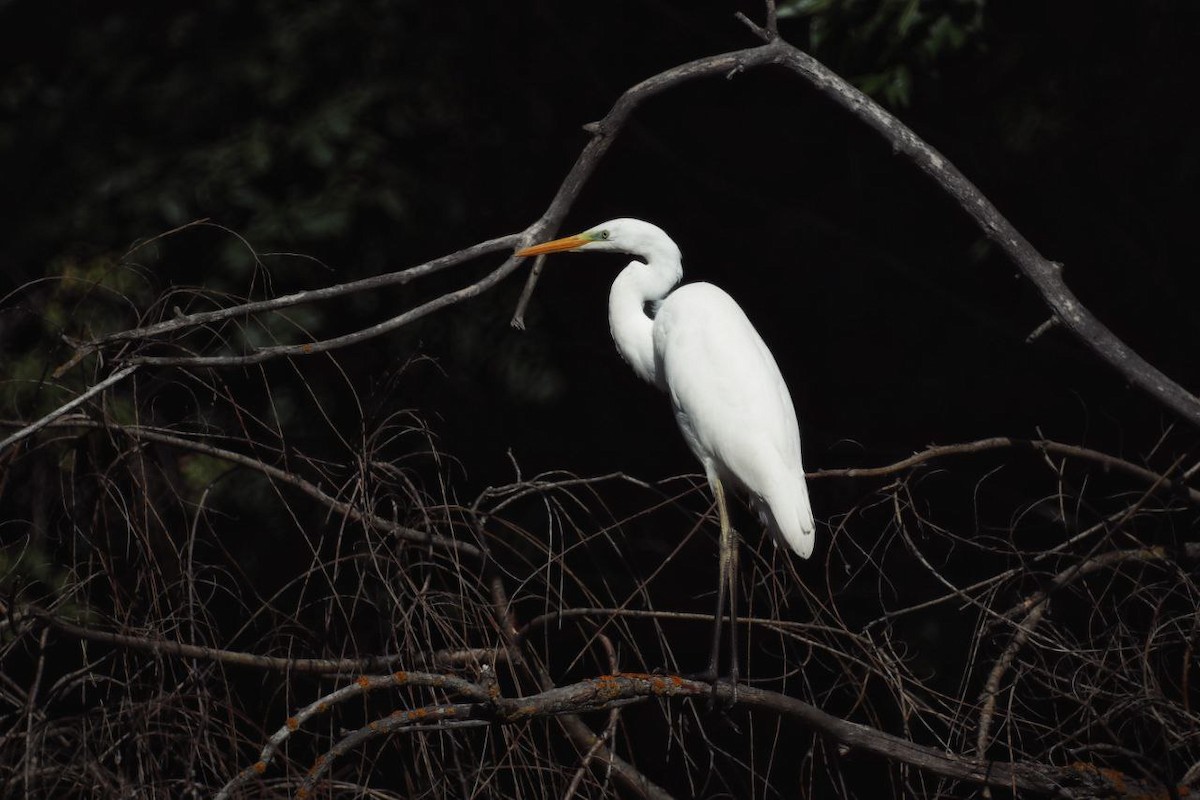 Koartza zuria - ML647118889