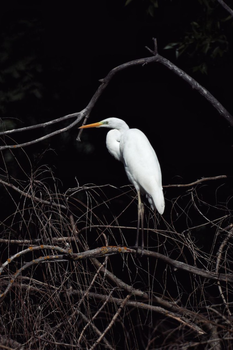 Koartza zuria - ML647118890