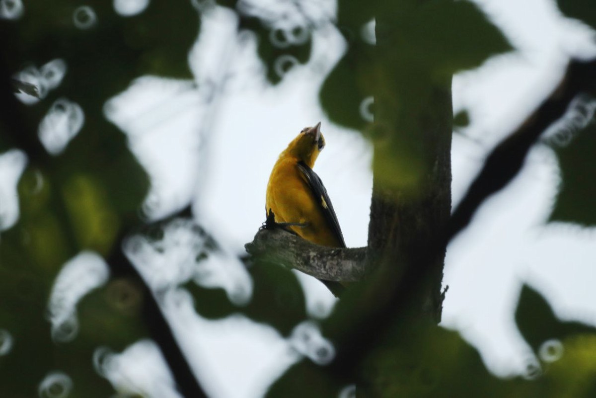 Eurasian Golden Oriole - ML647118891