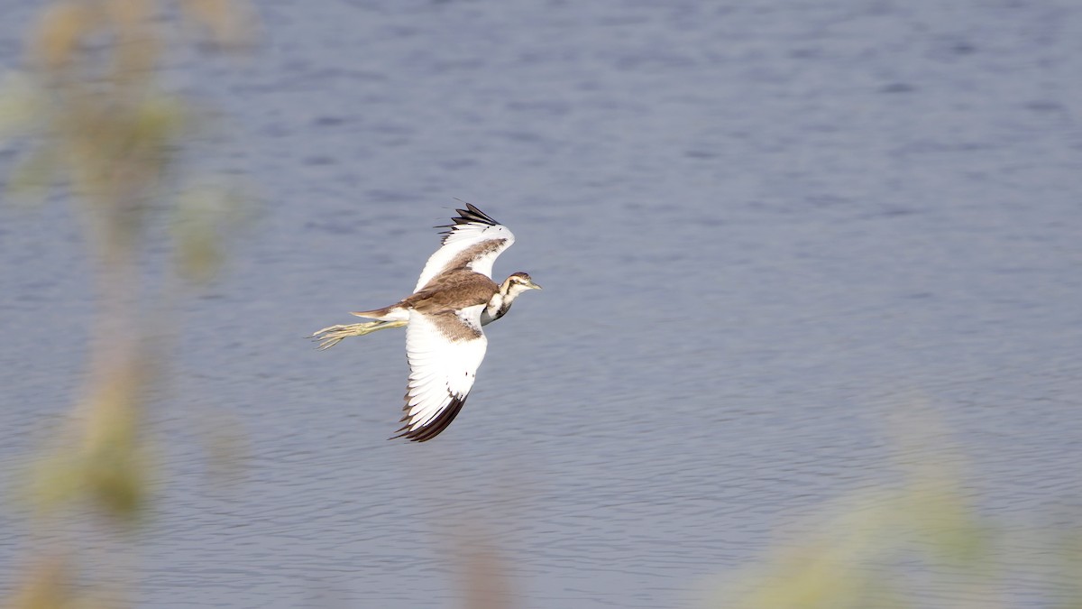 fasanbladhøne - ML647118894