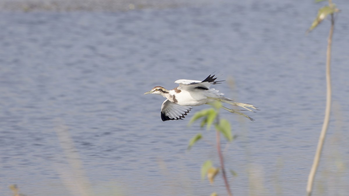 fasanbladhøne - ML647118897