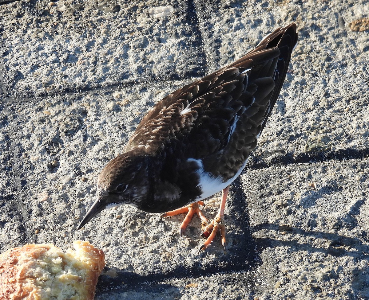 Ruddy Turnstone - ML647118909