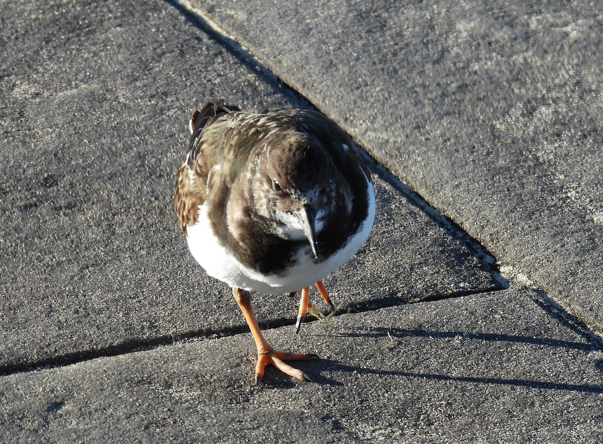 Ruddy Turnstone - ML647118913