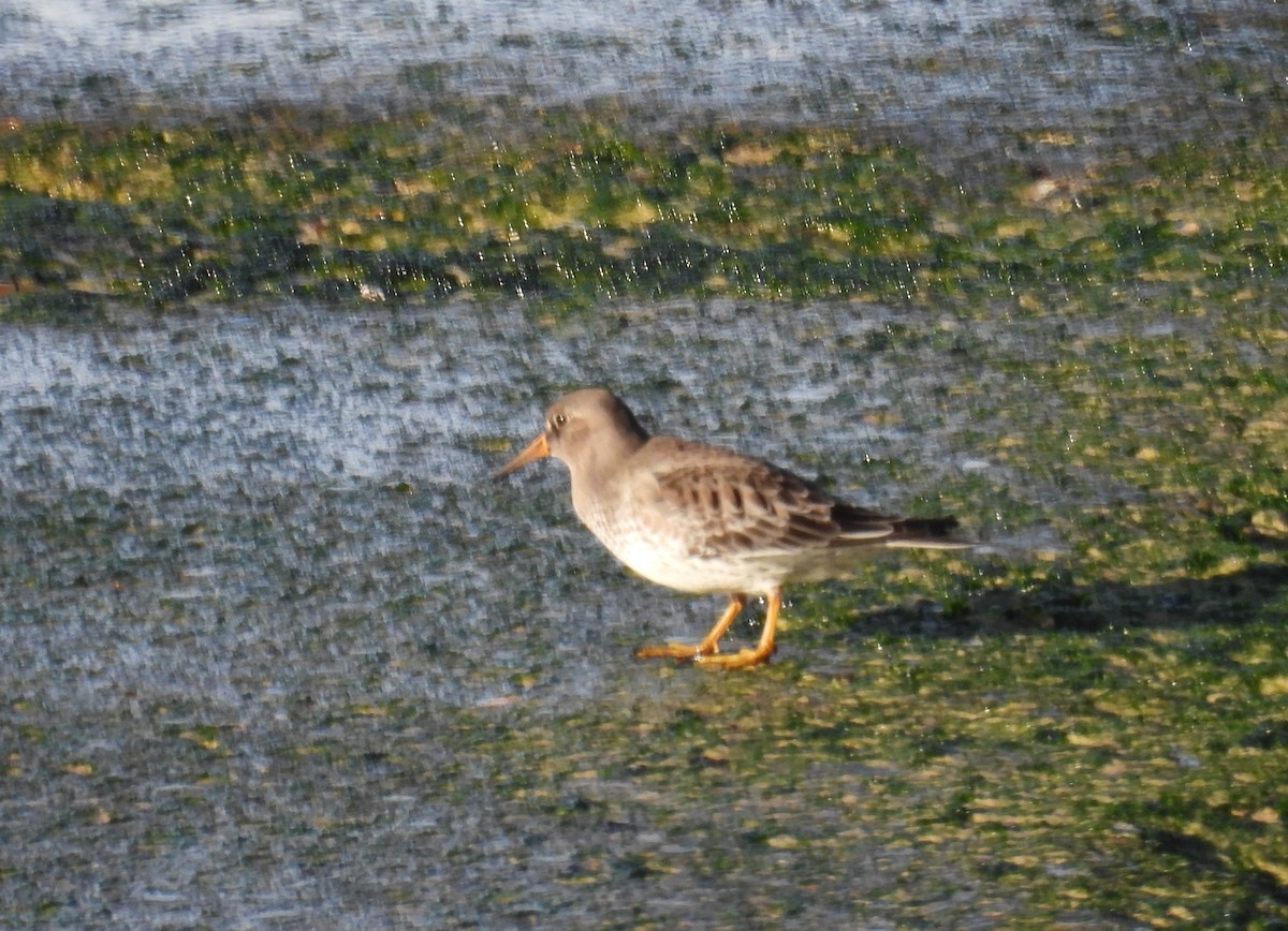 Purple Sandpiper - ML647118921