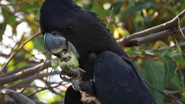 kakadu havraní - ML647118922