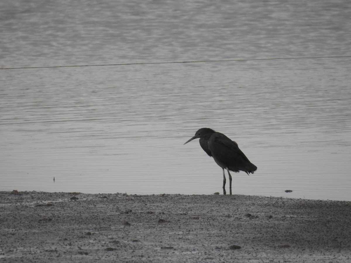 Black Heron - ML647118949