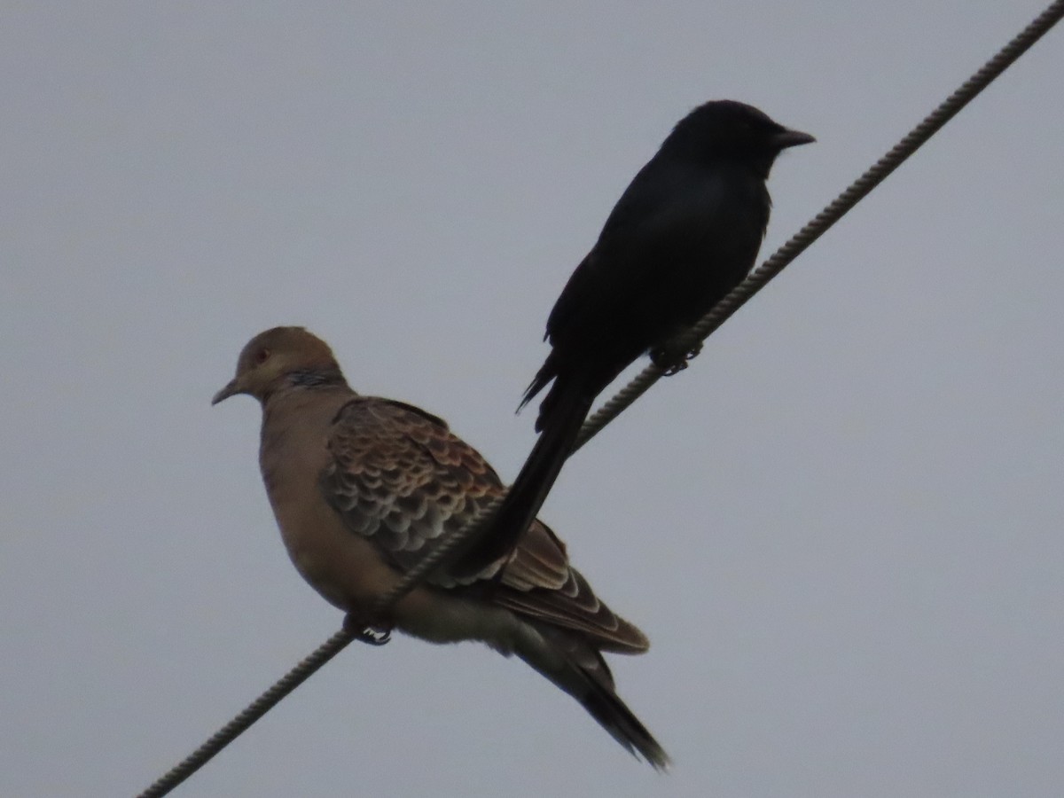 Black Drongo - ML647118958