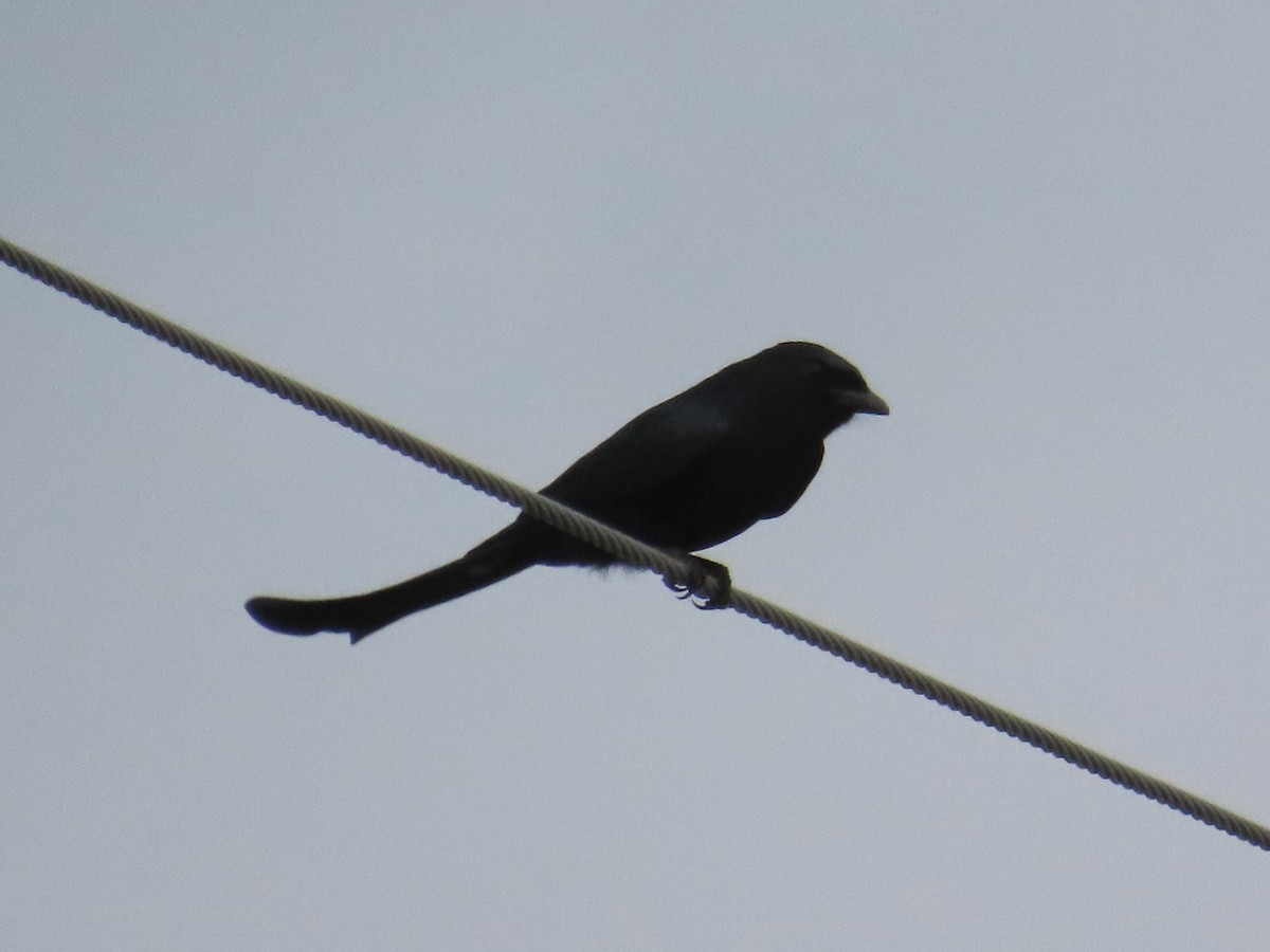 Black Drongo - ML647118969