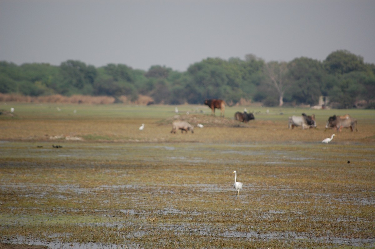 Koartza zuria - ML647118971