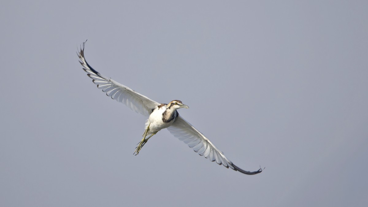 fasanbladhøne - ML647118974