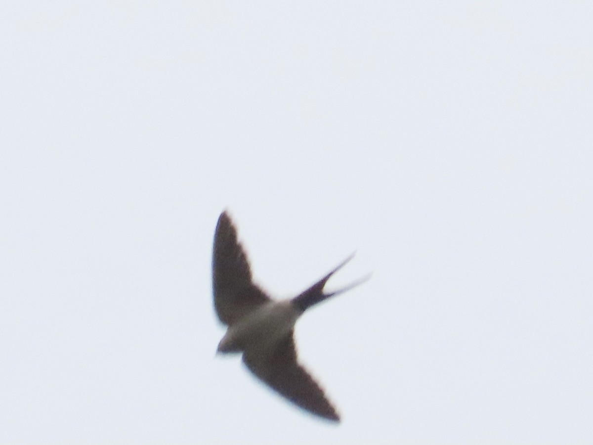 Eastern Red-rumped Swallow (Striated) - ML647119004