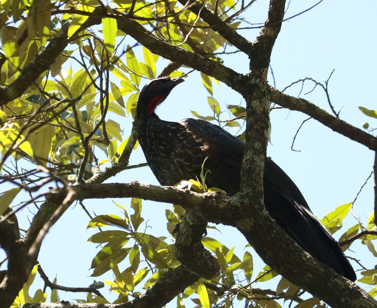 Dusky-legged Guan - ML647119016