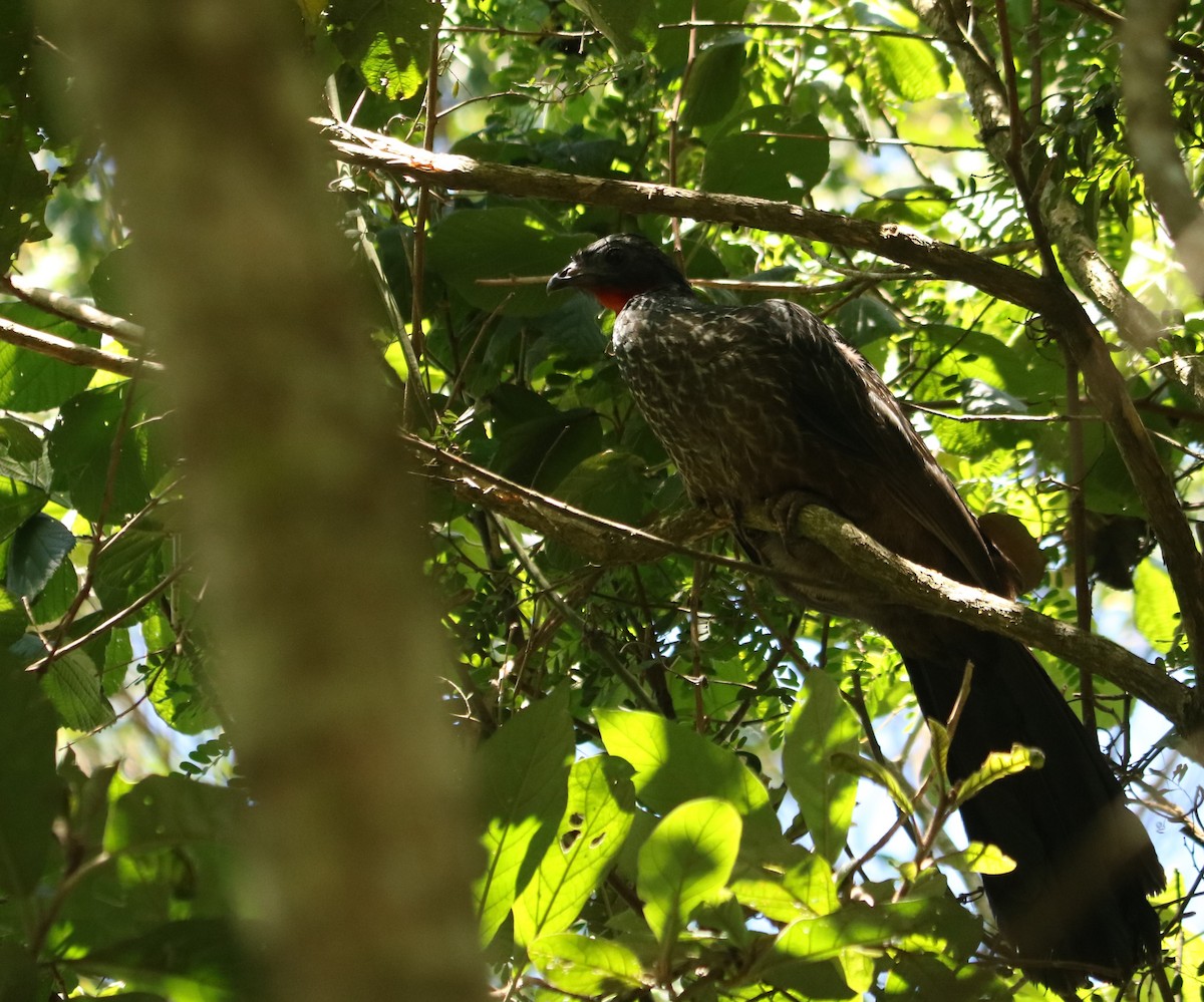 Dusky-legged Guan - ML647119017