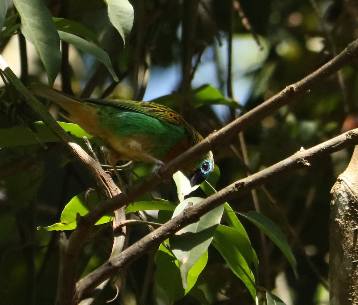 ヤイロフウキンチョウ - ML647119022