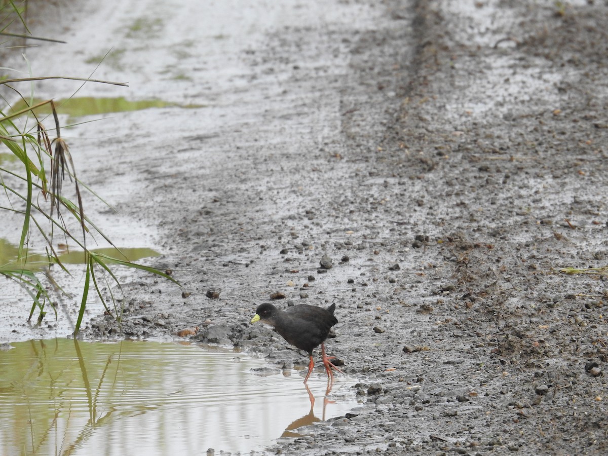 Black Crake - ML647119029