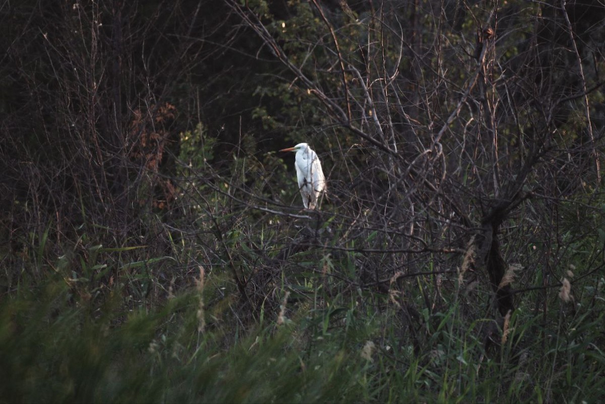 Koartza zuria - ML647119038