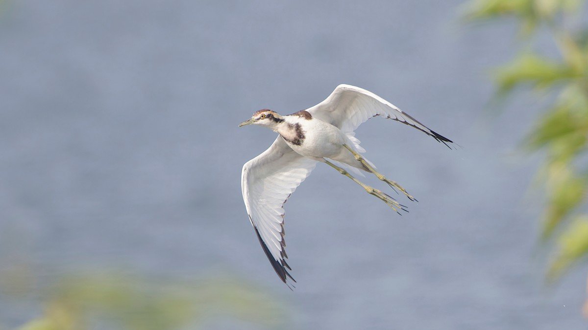 fasanbladhøne - ML647119075