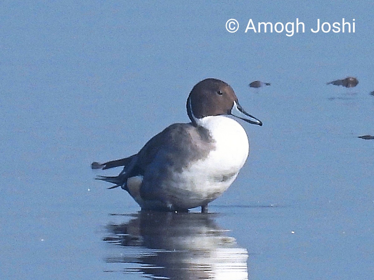 Northern Pintail - ML647119092