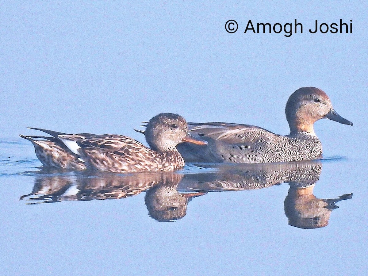 Серая утка - ML647119094