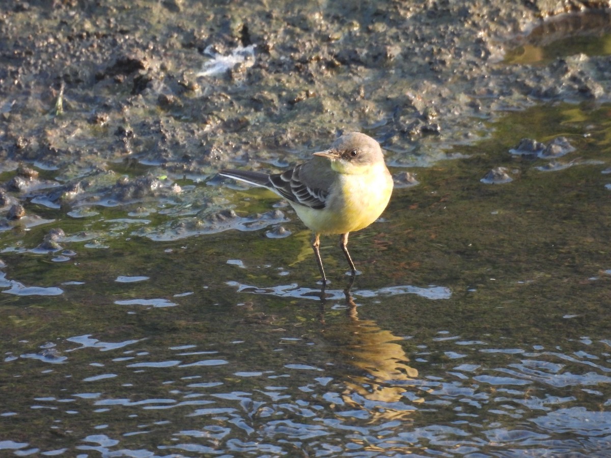 Western Yellow Wagtail - ML647119095