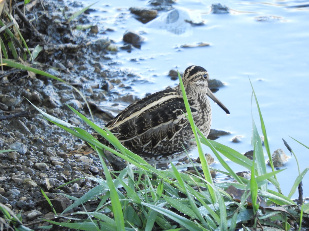 Баранець звичайний - ML647119100