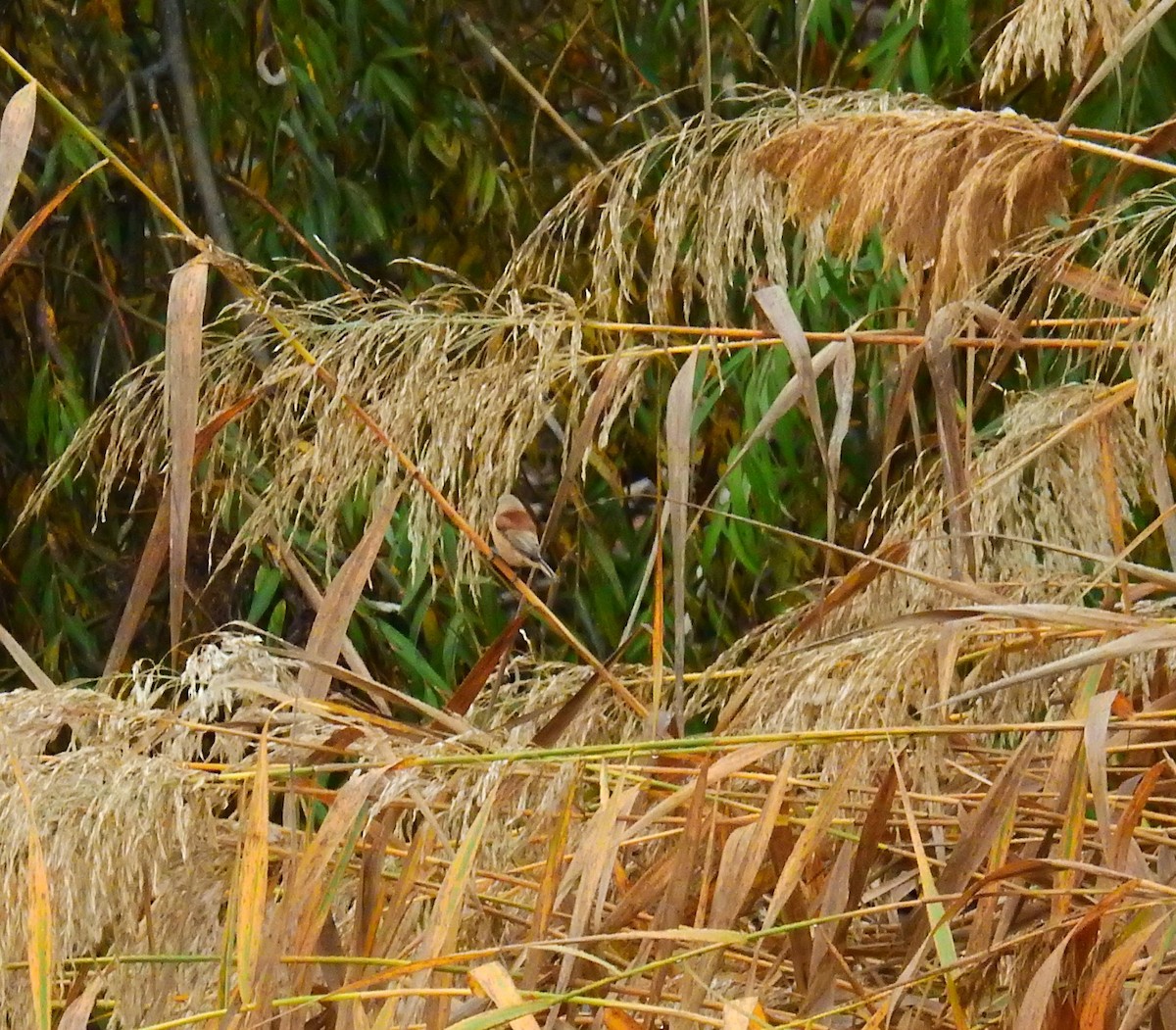 Eurasian Penduline-Tit - ML647119113