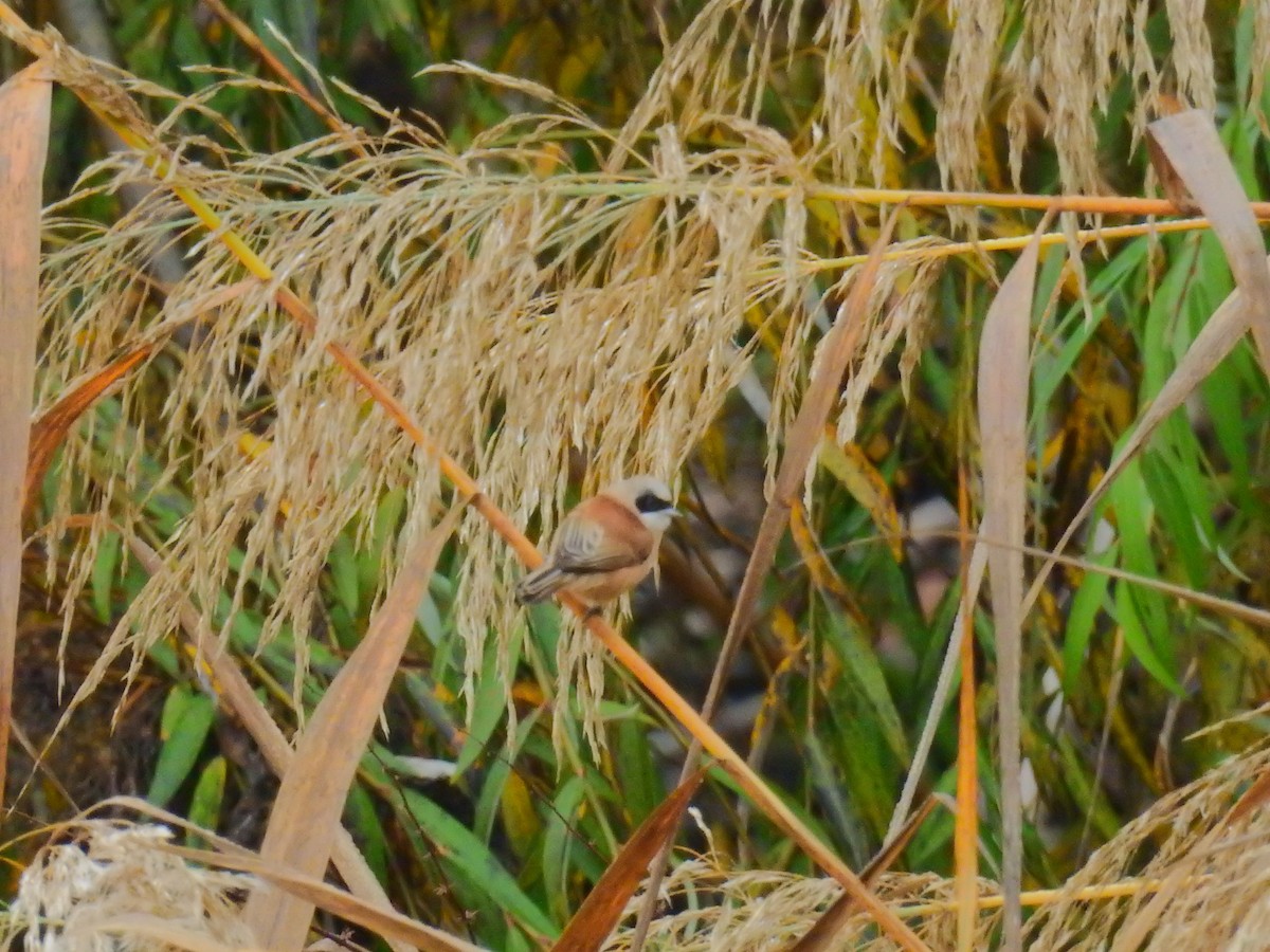 Eurasian Penduline-Tit - ML647119119
