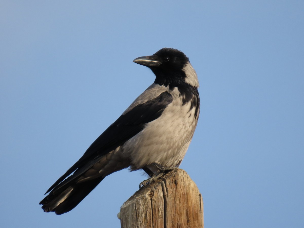 Hooded Crow - ML647119124