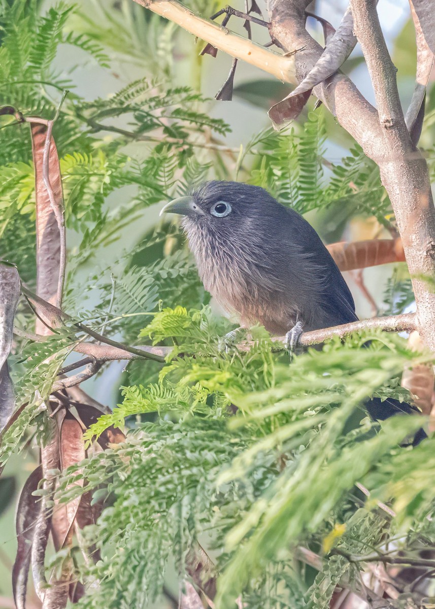 Синеглазая малкоа - ML647119131