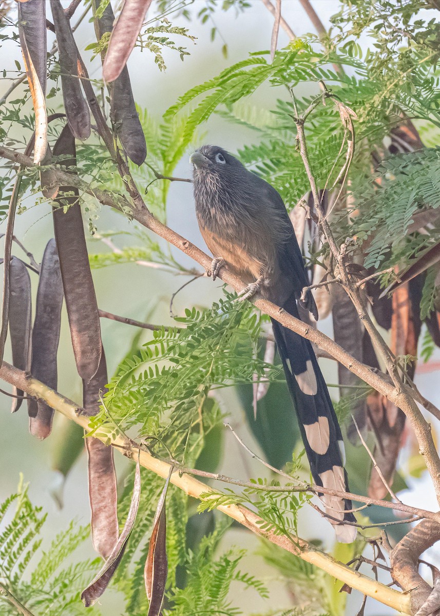 Синеглазая малкоа - ML647119132