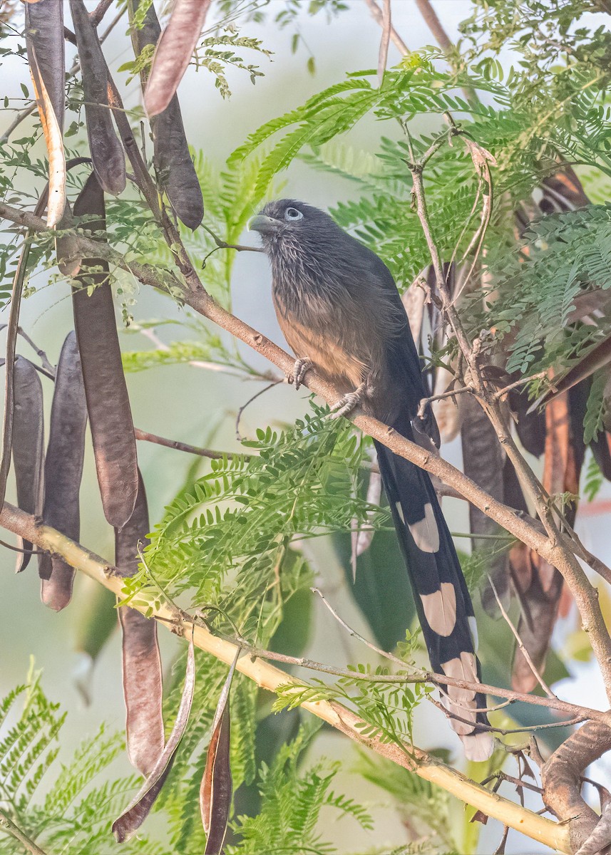 Синеглазая малкоа - ML647119133