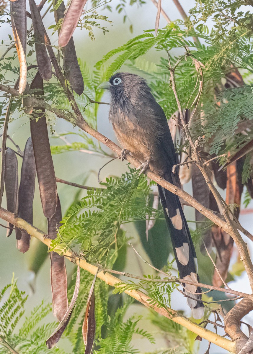 Синеглазая малкоа - ML647119134