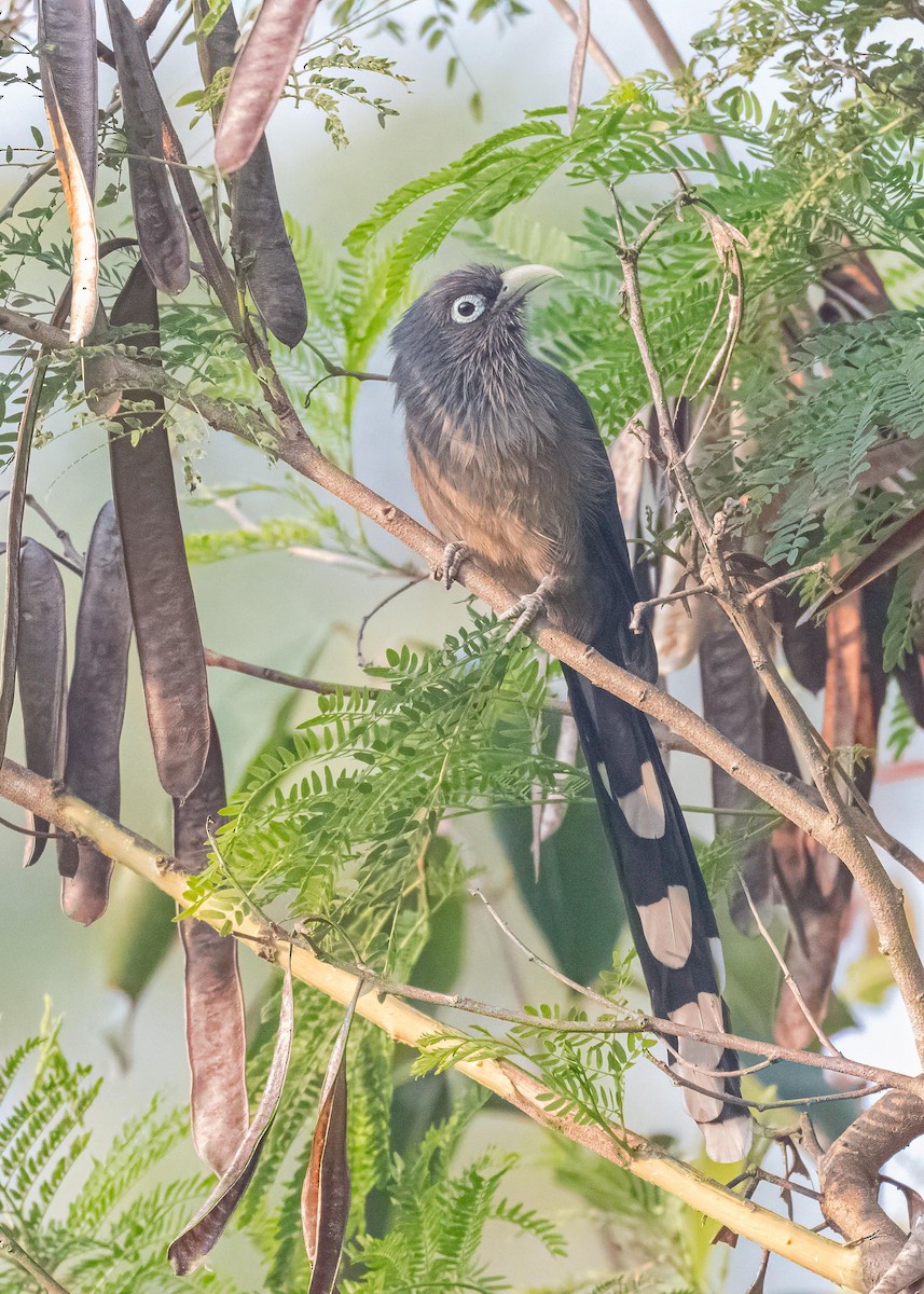 Синеглазая малкоа - ML647119135