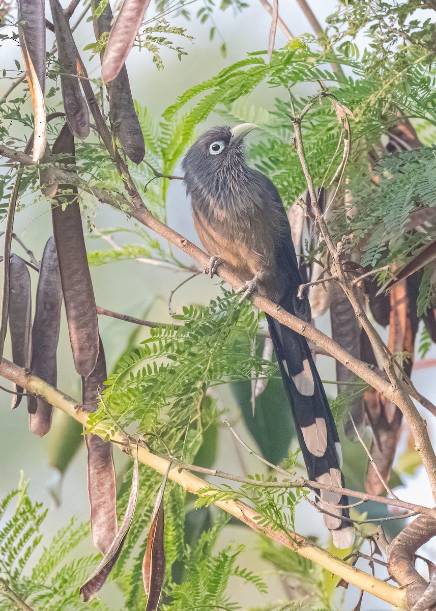 Синеглазая малкоа - ML647119136