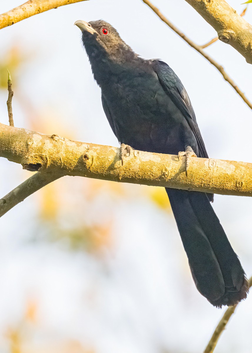Asian Koel - ML647119138