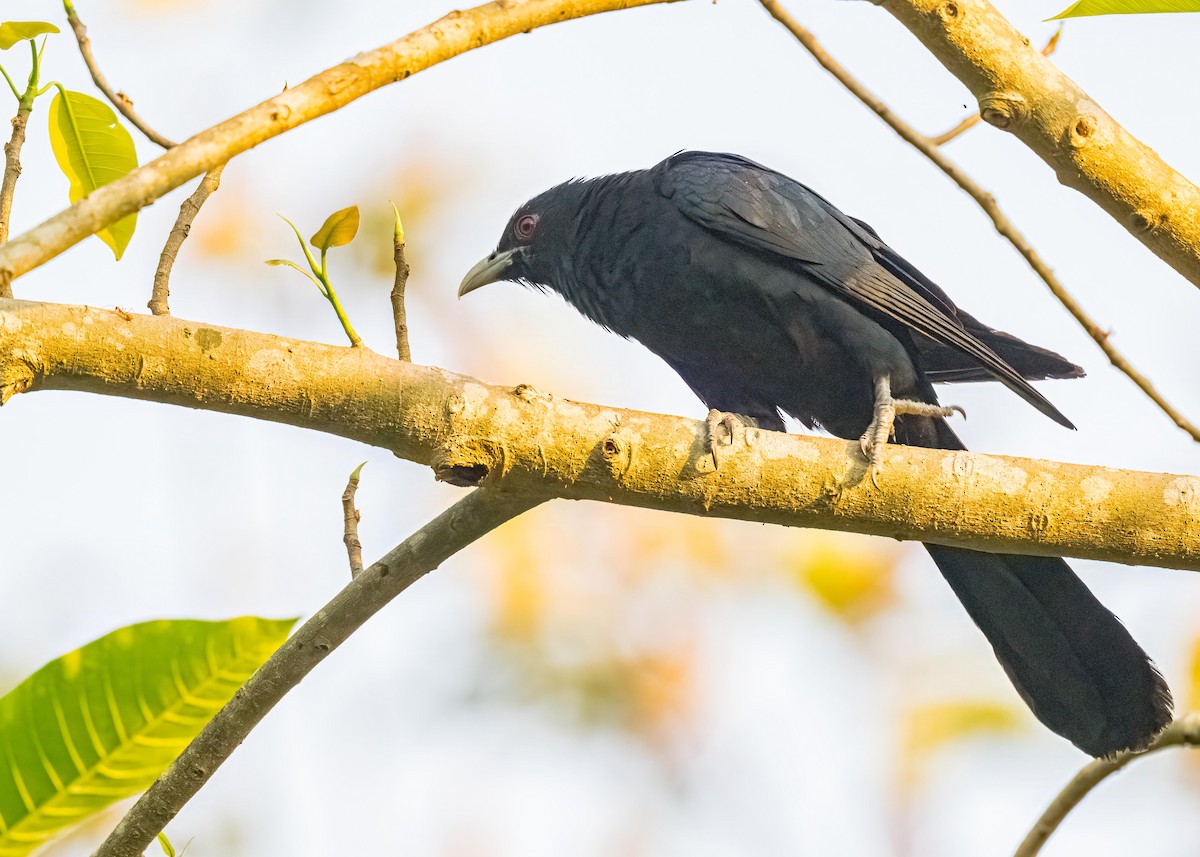 Asian Koel - ML647119139