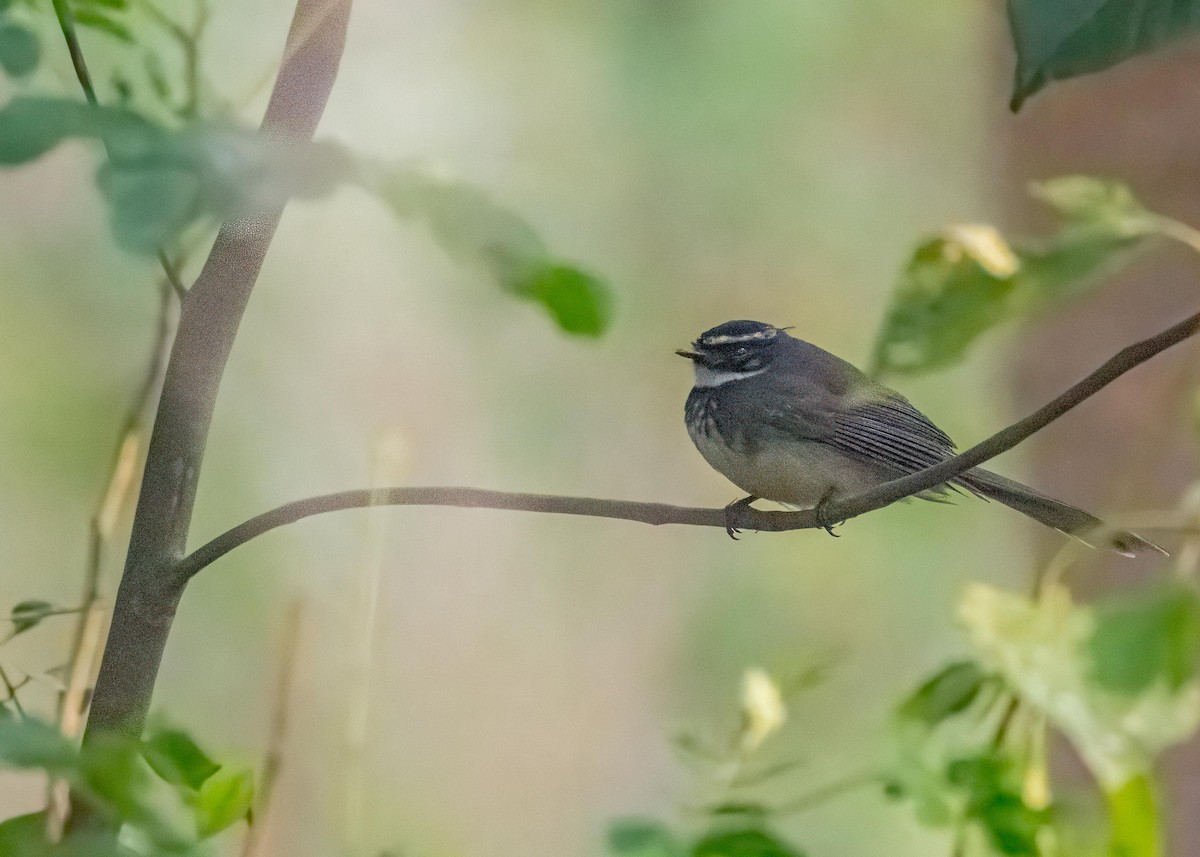 Spot-breasted Fantail - ML647119142
