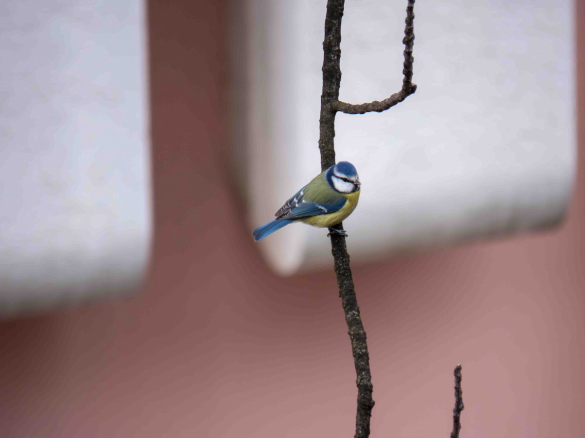 Blaumeise - ML647119148