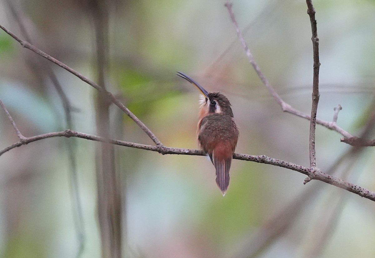 Reddish Hermit - ML647119150