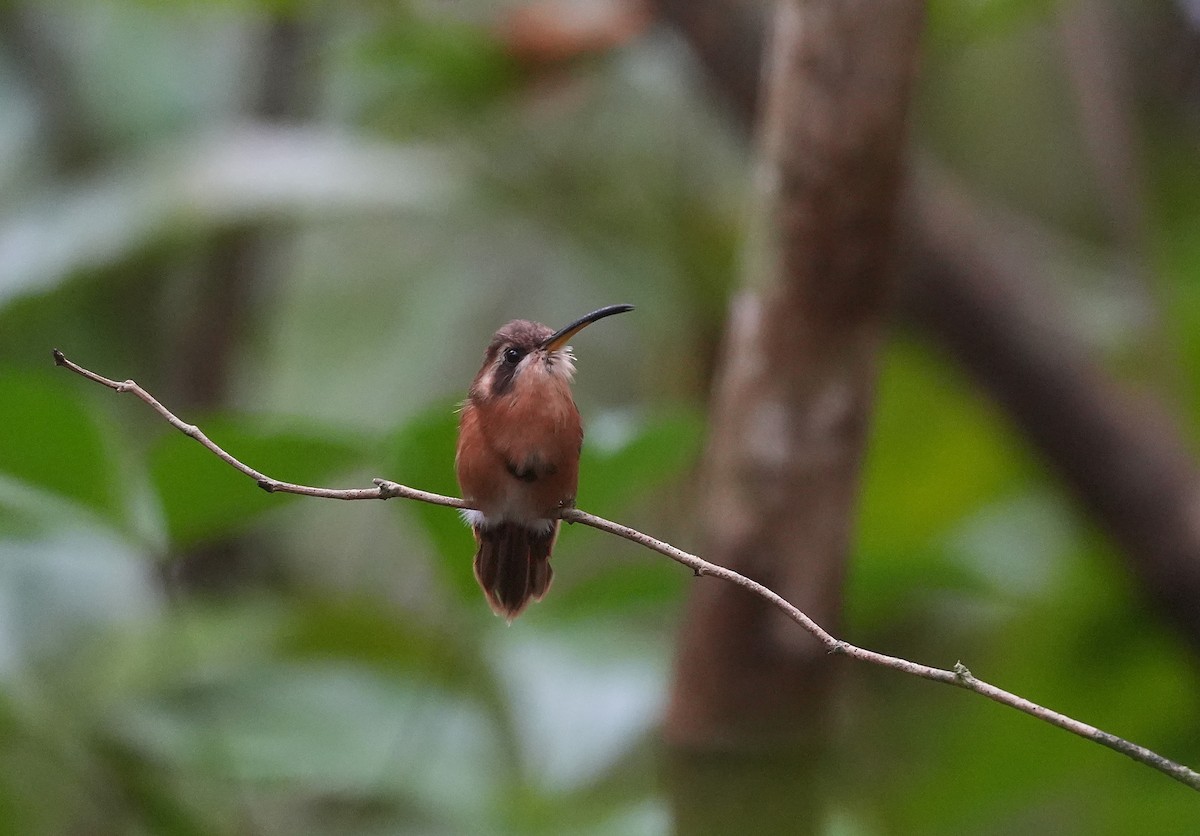 Reddish Hermit - ML647119151