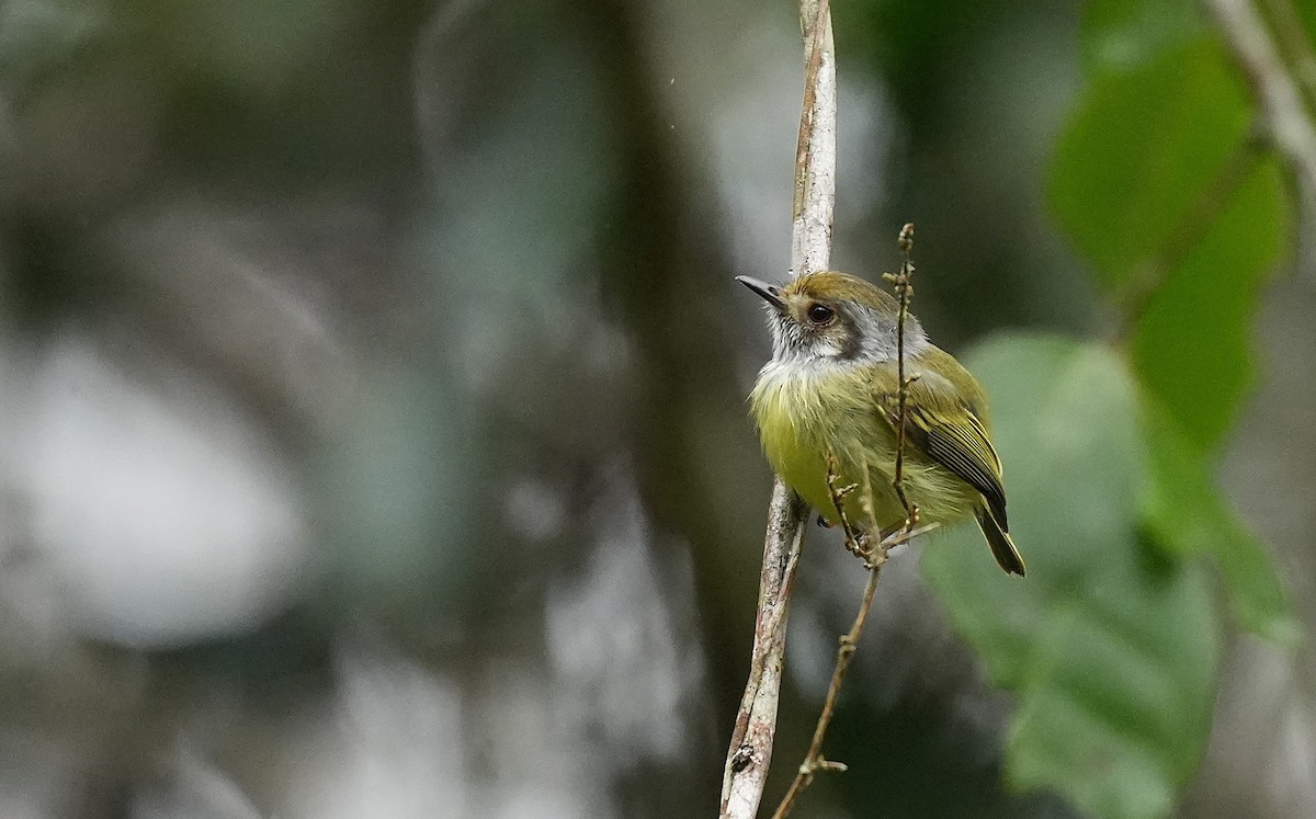 Microtyran oreillard - ML647119157