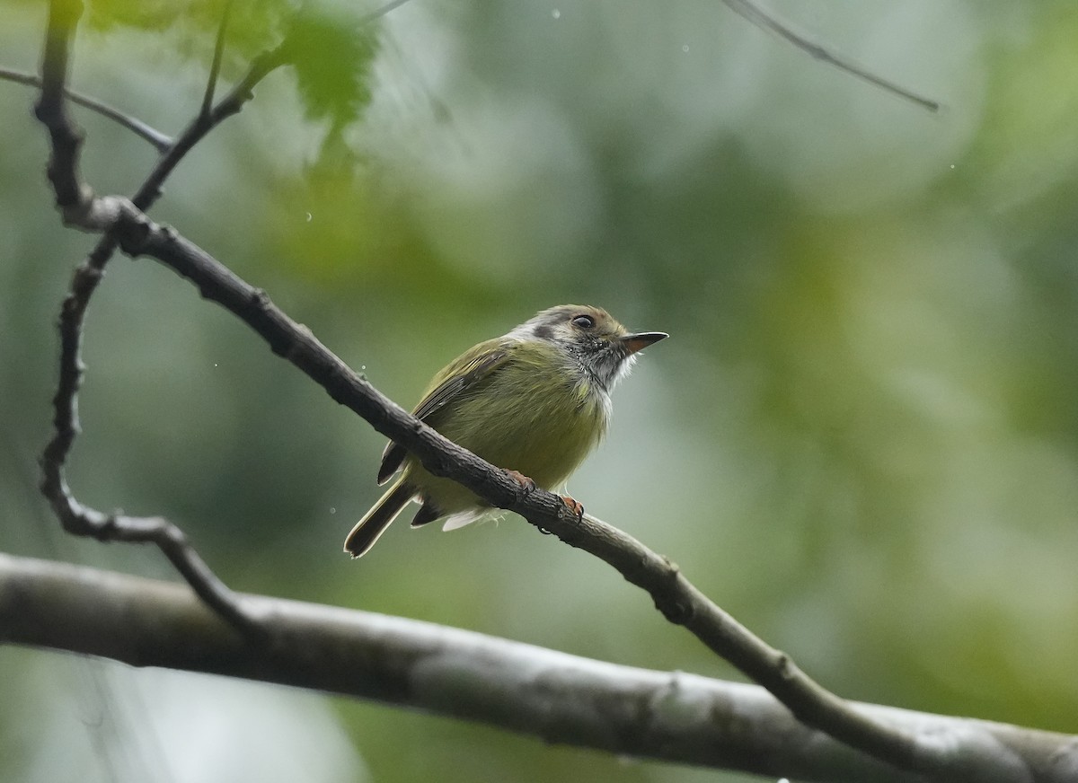 Microtyran oreillard - ML647119158